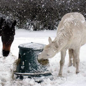 Two horses eating from a Hay Hutch hay feeder in the snow
